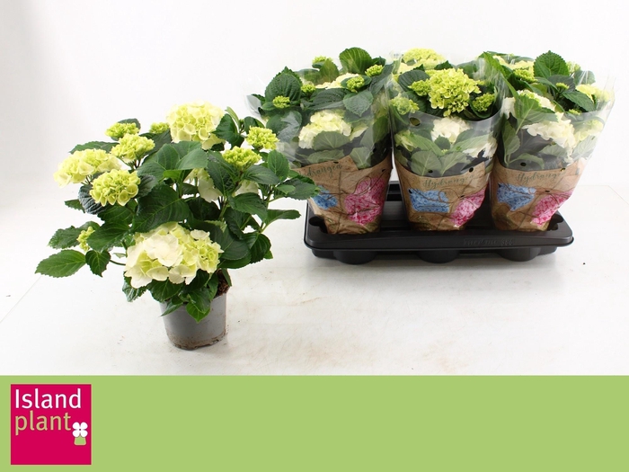 <h4>HYDR M SCHNEEBALL</h4>