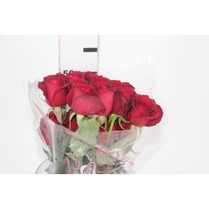 ROSA SAMOURAI 050 CM ESTUFA