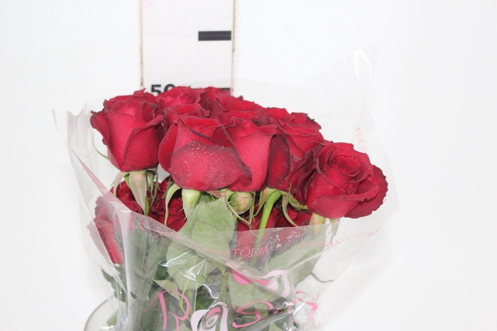 <h4>ROSA SAMOURAI 050 CM ESTUFA</h4>