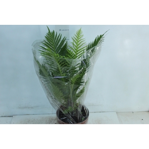 BLECHNUM GIBBUM SILVER LADY P17
