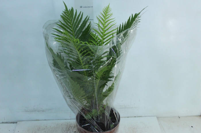 <h4>BLECHNUM GIBBUM SILVER LADY P17</h4>