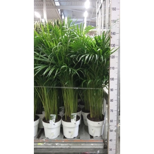 Dypsis lutescens   ...Chrysalidoca