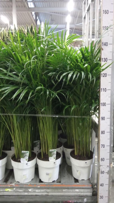 <h4>Dypsis lutescens   ...Chrysalidoca</h4>