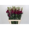 Matthiola Iron Rose