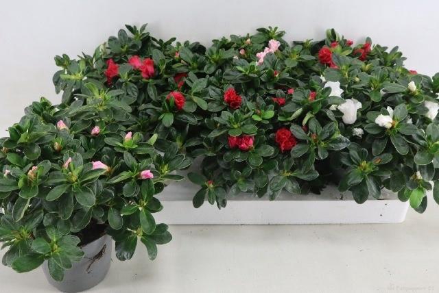 <h4>RHODO SI VOGEL GEM</h4>