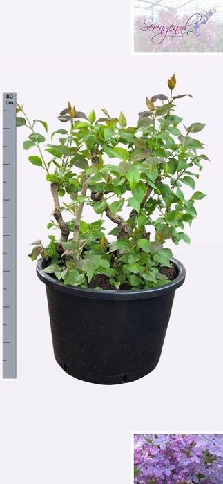 <h4>SYRI V LAVALIENSIS</h4>