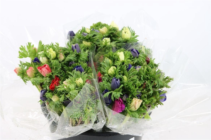 <h4>Anem Marianne Mixed</h4>