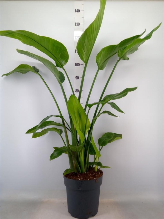 <h4>Strelitzia nicolai</h4>