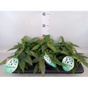 Begonia BD 'Double Dot'