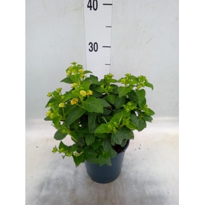 Lantana camara 'Simon Orange'