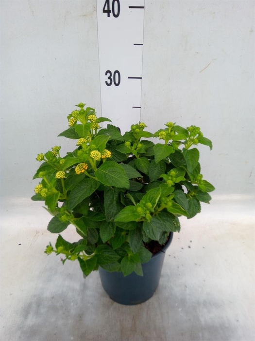 <h4>Lantana camara 'Simon Orange'</h4>