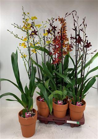 <h4>Orchideeen Gem Terracotta Pot</h4>