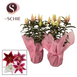 Oriental Mix p19 Rondella PINK