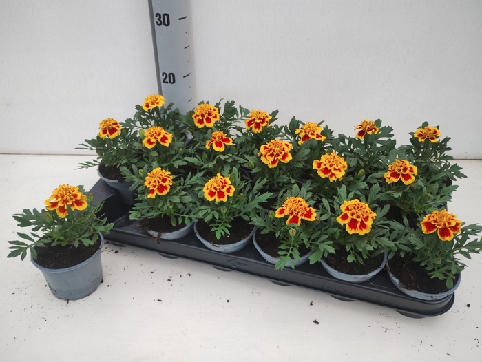 Tag Le Marvel Ii Yel