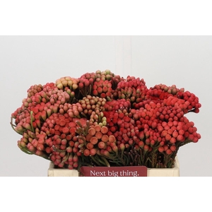 Kaaps Groen Red Brunia Small