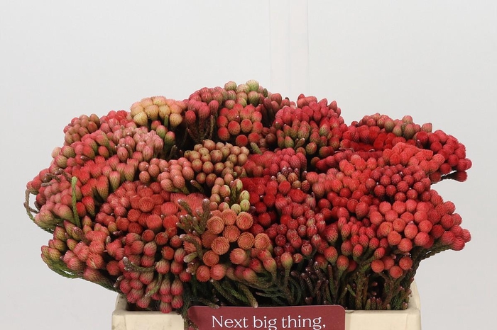 <h4>Kaaps Groen Red Brunia Small</h4>