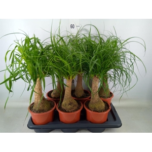 Beaucarnea recurvata