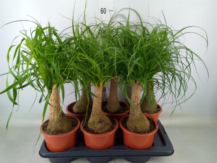 <h4>Beaucarnea recurvata</h4>