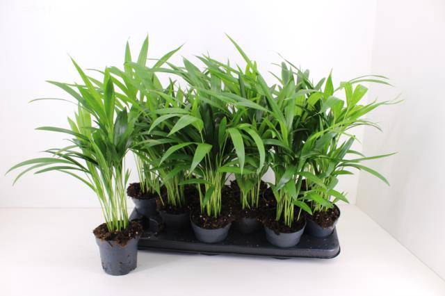 <h4>DYPSIS LUTESCENS</h4>