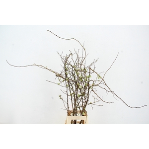 CHAENOMELES SUPERBA WHITE EXTRA 080CM