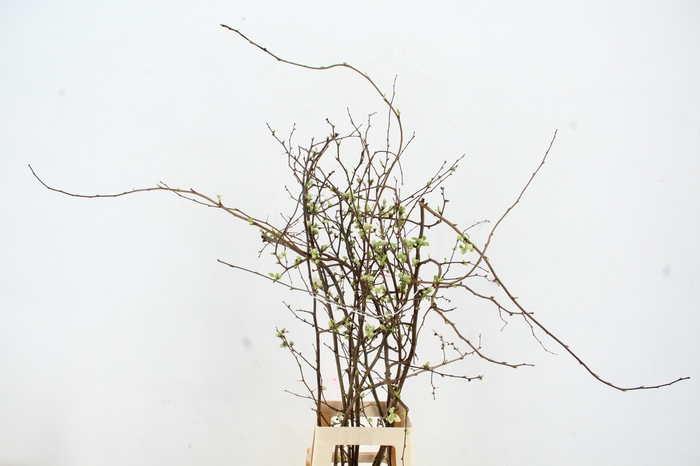 <h4>CHAENOMELES SUPERBA WHITE EXTRA 080CM</h4>