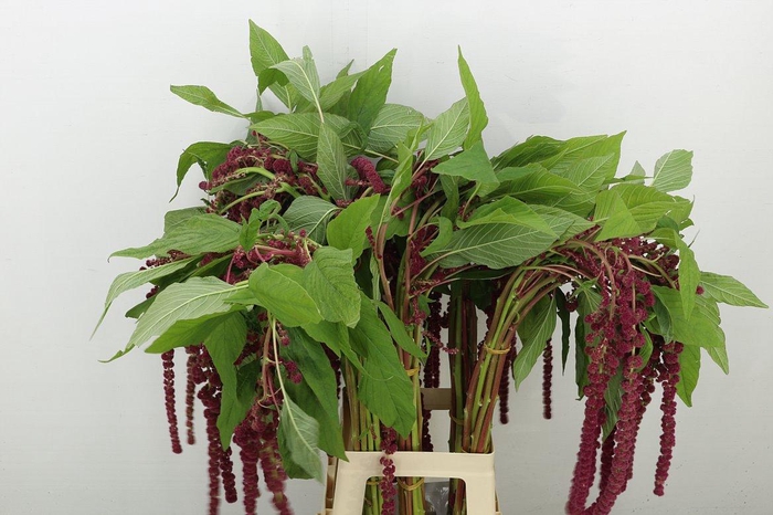 <h4>Amar Caud Rosary</h4>