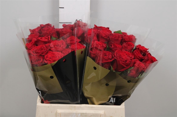 <h4>R Gr Red Naomi!</h4>