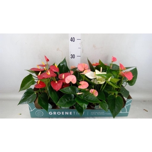 Anthurium   ...mix 4