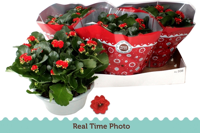 <h4>KAL GE DON JUSTINO</h4>