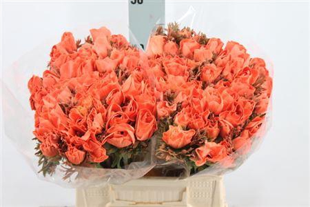 <h4>Anemoon Poeder Apricot</h4>