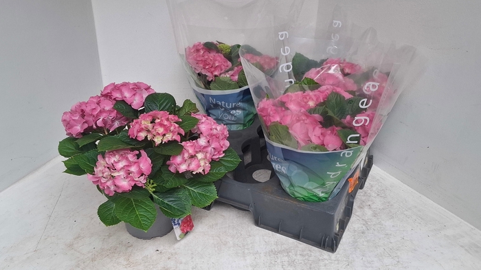 <h4>HYDR M BLAUER ZWERG</h4>