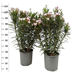 NERI OLEANDER