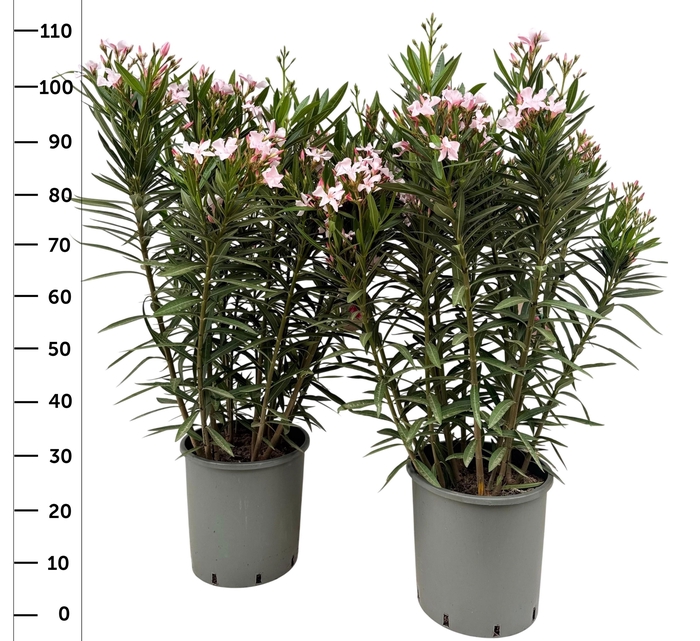 <h4>NERI OLEANDER</h4>