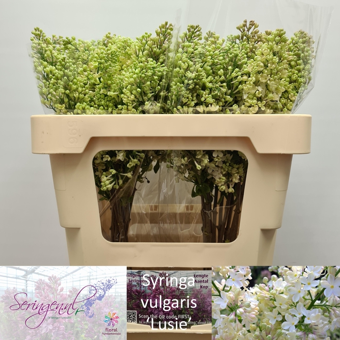 <h4>SYR V PRIMROSE</h4>