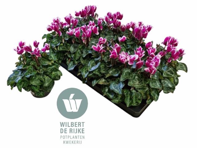 <h4>CYCL MD SUP ALLURE</h4>