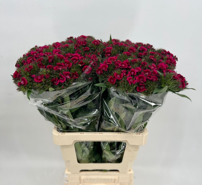 <h4>Dianthus Br Jolly Breanthus</h4>