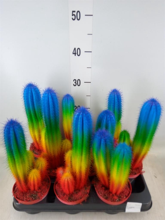 <h4>Cactus   ...</h4>