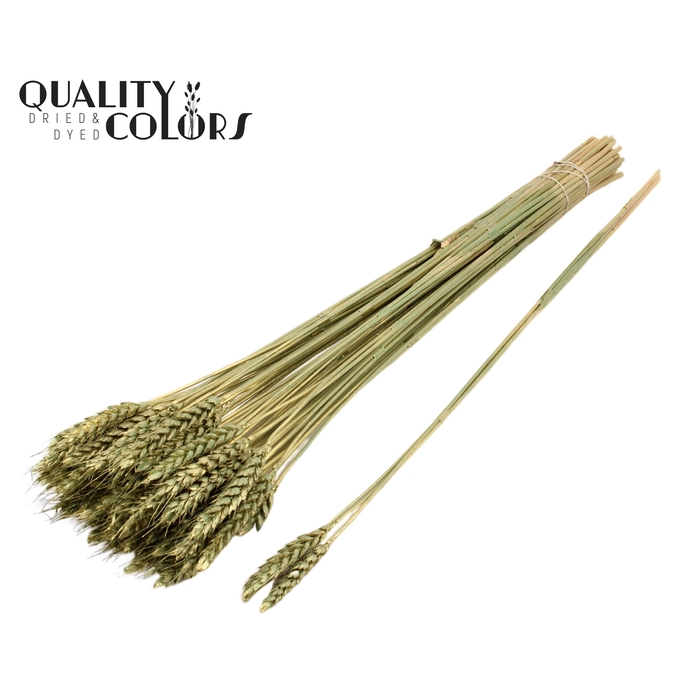 <h4>Triticum 3pc/Tuft Antique Green</h4>