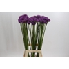 Allium Gladiator