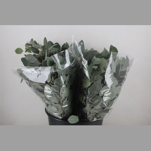 Euca Populus Short 150gr P Bunch