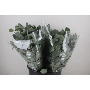 Euca Populus Short 150gr P Bunch