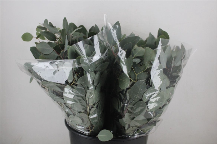 <h4>Euca Populus Short 150gr P Bunch</h4>