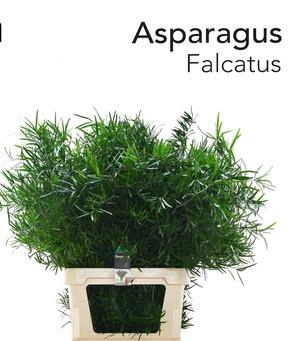 ASP FALCATUS