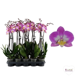 Phalaenopsis Split - 3 tak 70cm