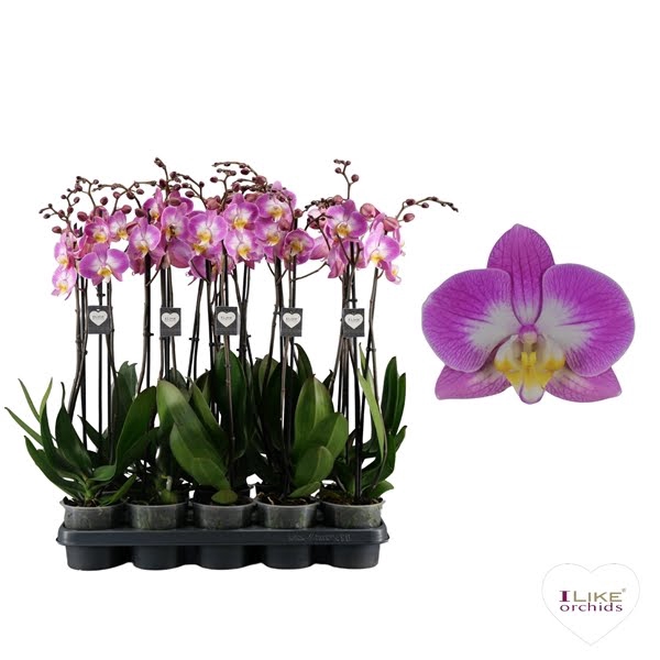 <h4>Phalaenopsis Split - 3 tak 70cm</h4>