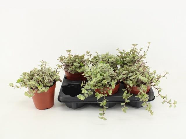 <h4>CALLISIA REP ROSATO</h4>