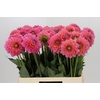 Dahlia Pink Runner