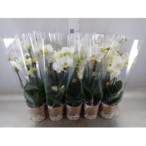 Phalaenopsis   ...white