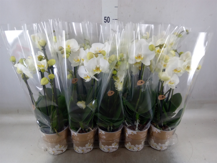 <h4>Phalaenopsis   ...white</h4>