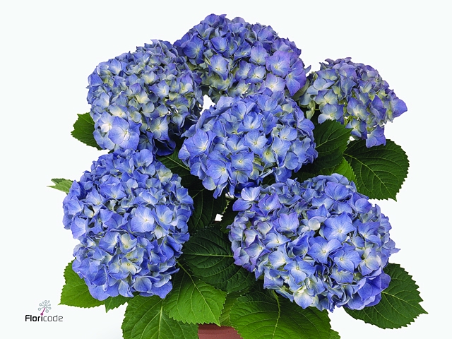 Hydrangea mac. 'Blauer Zwerg'